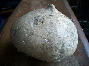 Jicama